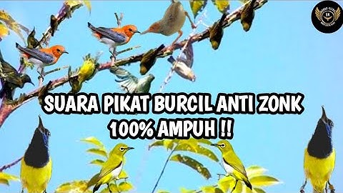 Suara Pikat Burung Sogok Ontong Ribut||Pikat Sogon Paling Ampuh||Sogon Susah Turun||100% Anti Zonk