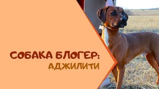 СОБАКА БЛОГЕР: АДЖИЛИТИ СОБАКА БЛОГЕР: АДЖИЛИТИ