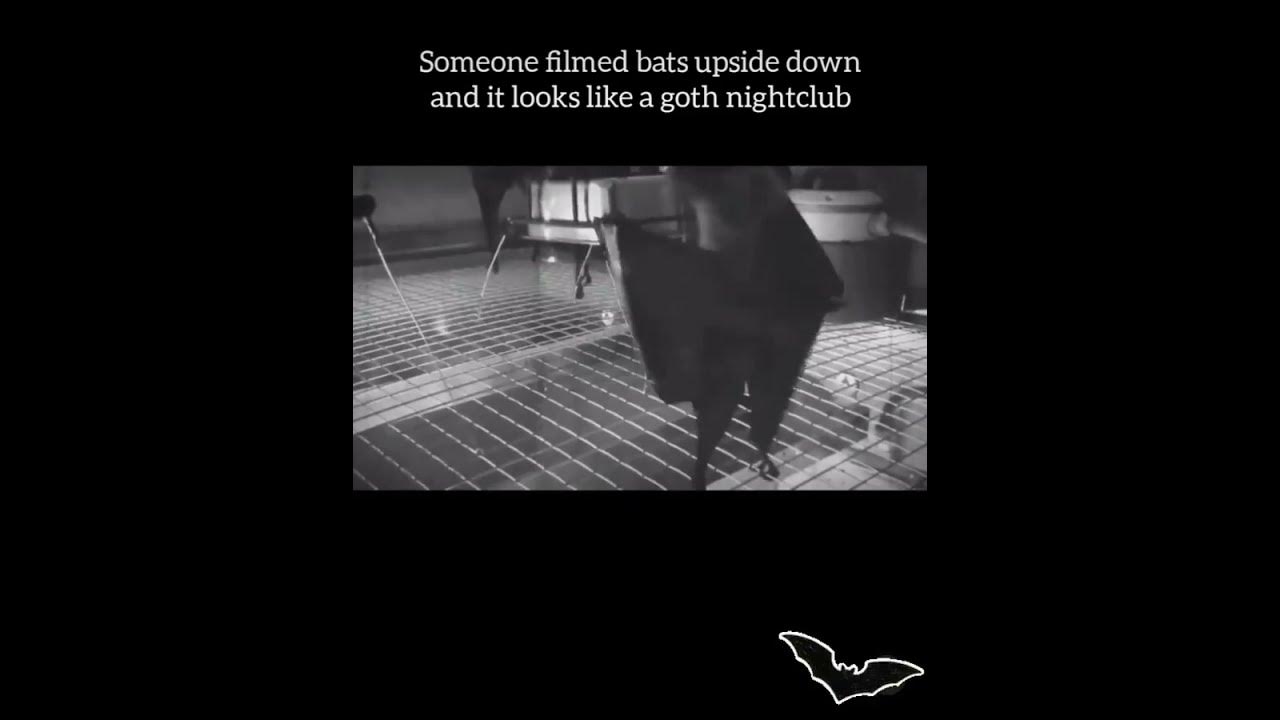 Someone recorded bats upside down and it looks like a Goth 