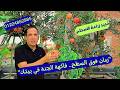 من البذرة إلى الثمرة سر نجاح زراعة الرمان فوق الأسطح