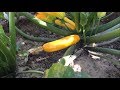 Growing Zucchini / Summer Squash at Home. ज़ुचिनी / स्क्वैश कैसे उगाएं