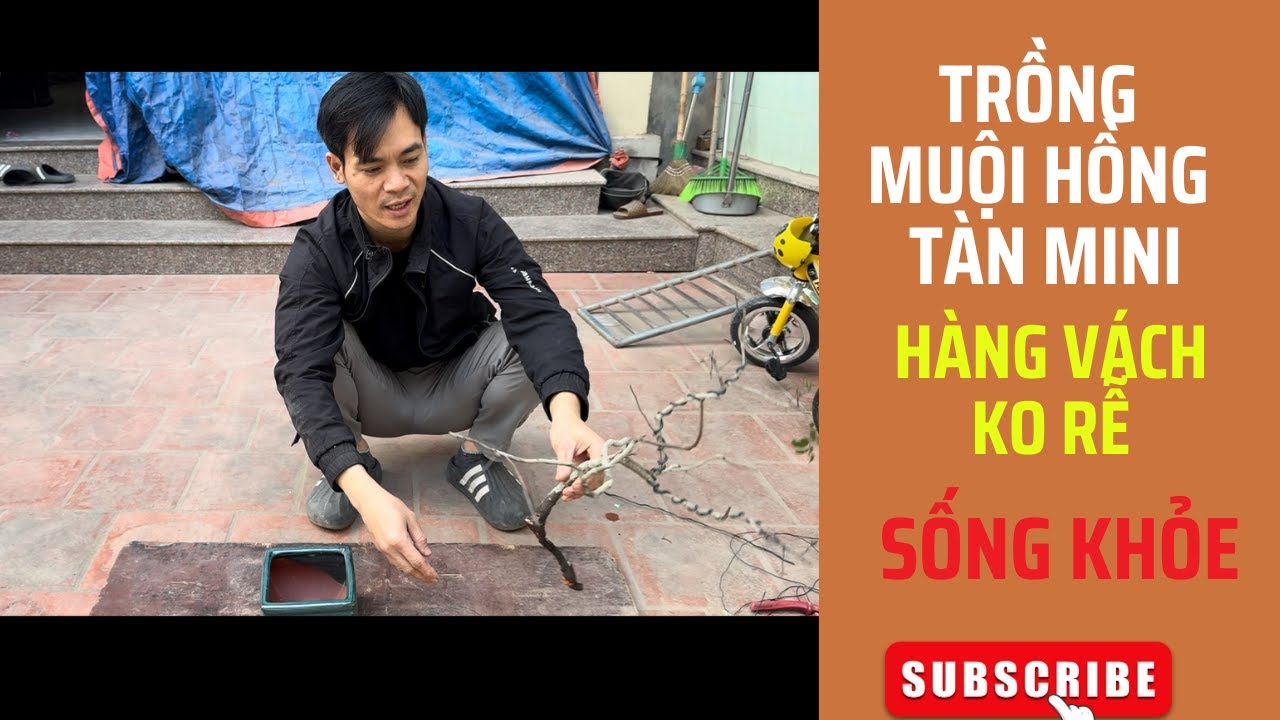 Hướng Dẫn Trồng Muội Hồng Tàn Mini Hàng Khai Thác Ở Vách Núi Sống KHỏe Đơn Giản Nhất