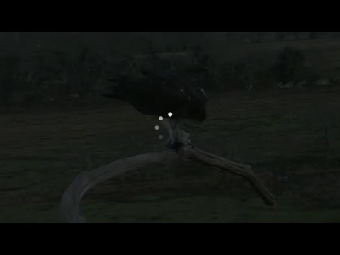 Glaslyn Ospreys Live Stream