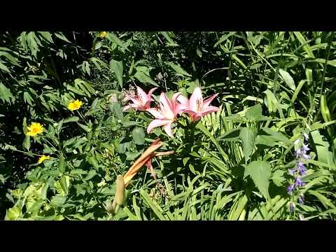 Vídeo: Lily pink - la reina del jardí