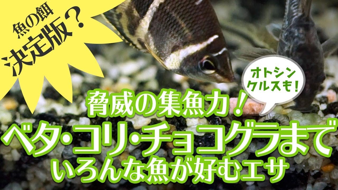 チョコグラも食べた コレ1つで水槽内のエサは賄えそう Youtube チョコグラも食べた コレ1つで水槽内のエサは賄えそう Youtube