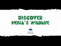 Discover nepals wildlife with himalayan dreams  nepal jungle safari  chitwan and bardia