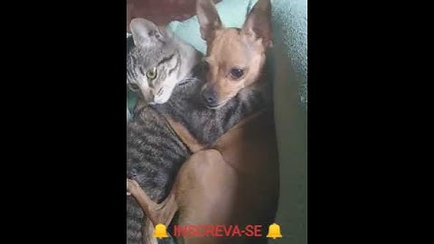 Gato e Cachorro no seu Momento ÍNTIMO 💔🐈🐕🤗 #SHORTS