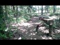 Трюфели обучение-Training - Truffle Hunting Dogs Трюфели обучение-Training - Truffle Hunting Dogs