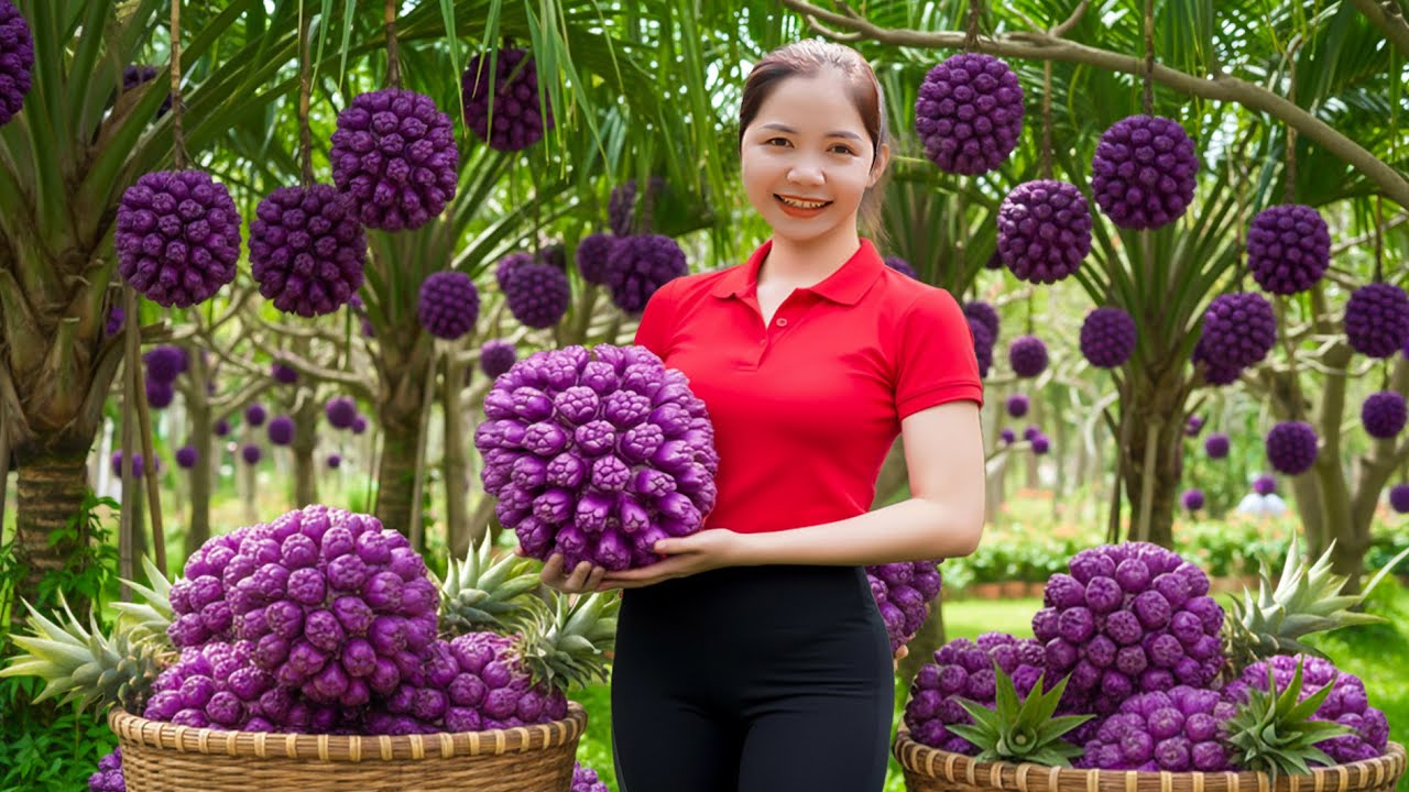 Harvesting 1000+ PURPLE Pineapple, Eggplant To Sell At The Market,Dig Potatoes From Deep Underground