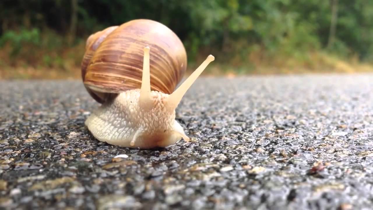 snail move, The snail, snail wraps, The snail is both male and female, herm...