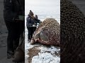 The rescue of walrus from parasitic creatures #walrus  #animalrescue #animals #sealife  #arctic