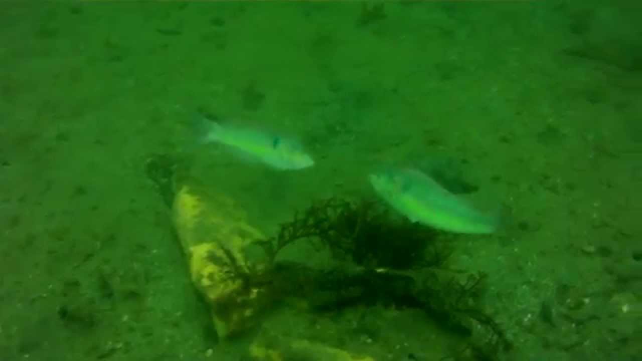 三重県南伊勢町 はまゆうビーチでダイビング中に見つけたキュウセンベラ Youtube