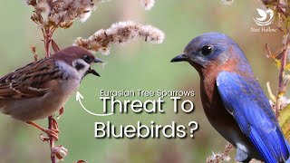 Eurasian Tree Sparrow Aggression Toward Bluebirds and Other Native Cavity Nesting Birds (USA)