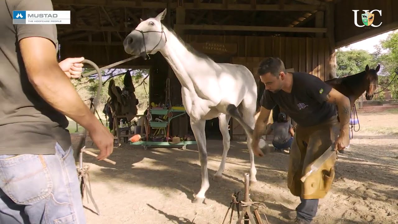 TV UC - Primeira vez que ferro o cavalo
