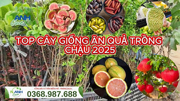 Không Cần Vườn Rộng! Top Cây Ăn Quả Trồng Chậu Năng Suất Cao 2025