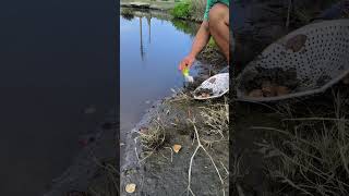 I Found so Many Clams in the Shoreline