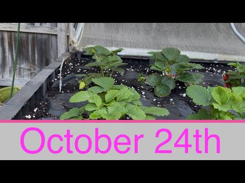 What’s happening in my garden the week ending October 24th