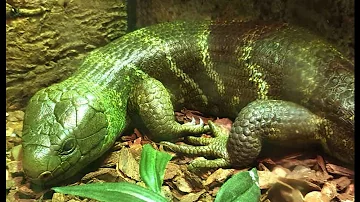 Solomon island skink