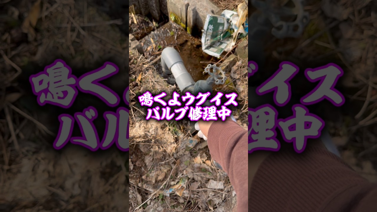 鳴くよウグイスバルブ修理‪🦜‬ #shors #佐渡 #農業  #農家 #米作り #仕事 #作業 #春 #お米 #米 #コメ #コシヒカリ #修理 #水 #田舎 #DIY #完成 #メンテナンス