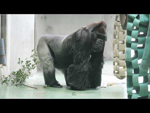 Taro is turning 53 next month, so he's going through a lot. Japan
