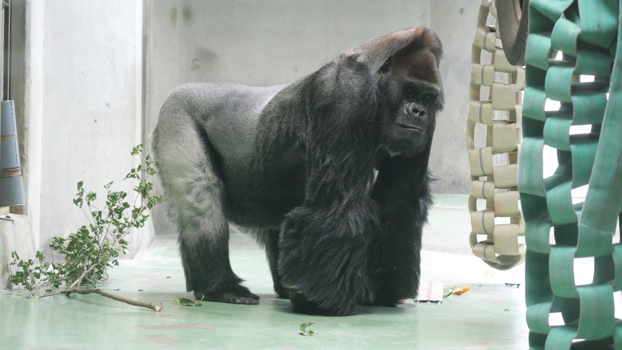 Taro is turning 53 next month, so he's going through a lot. Japan