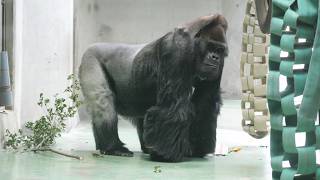Taro is turning 53 next month, so he's going through a lot. Japan