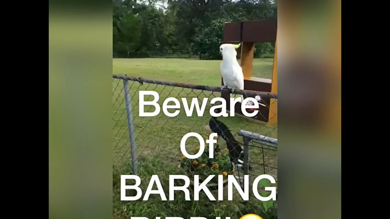 Parrot Barking Like a Dog 