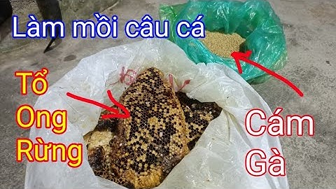 Làm mồi câu cá Bằng Tổ Ong Rừng và Cám Gà