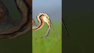 Ramesh Karmakar Captures The Essence Of Wildlife With Nikon