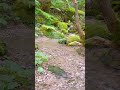 【自然の音 - 3min】小さな砂の川
