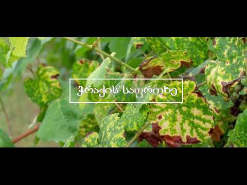 ჭრაქი, რეკლამა. 25.08.2020