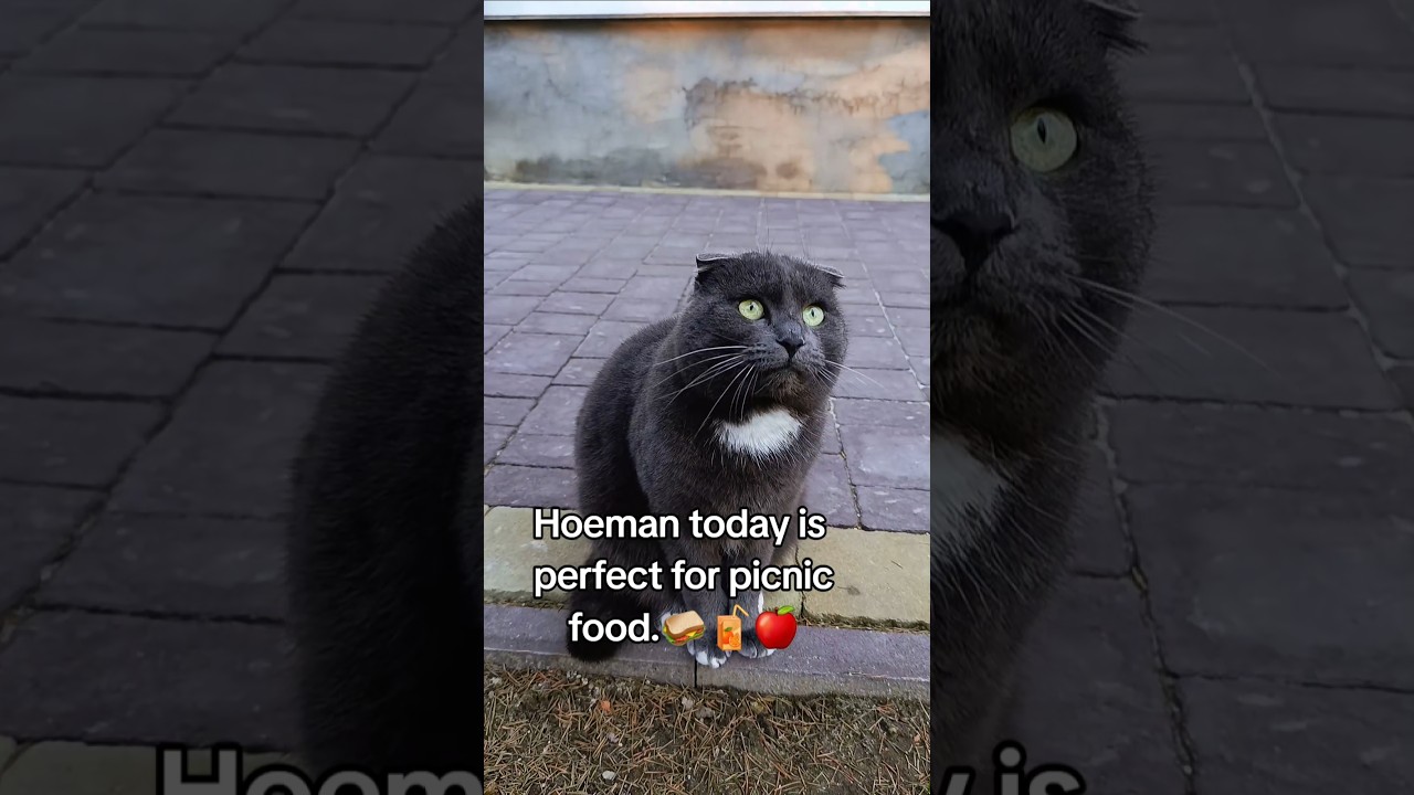 Don't forget my cat snacks🐱🥓please🫒 #cat #petshub #cute - YouTube
