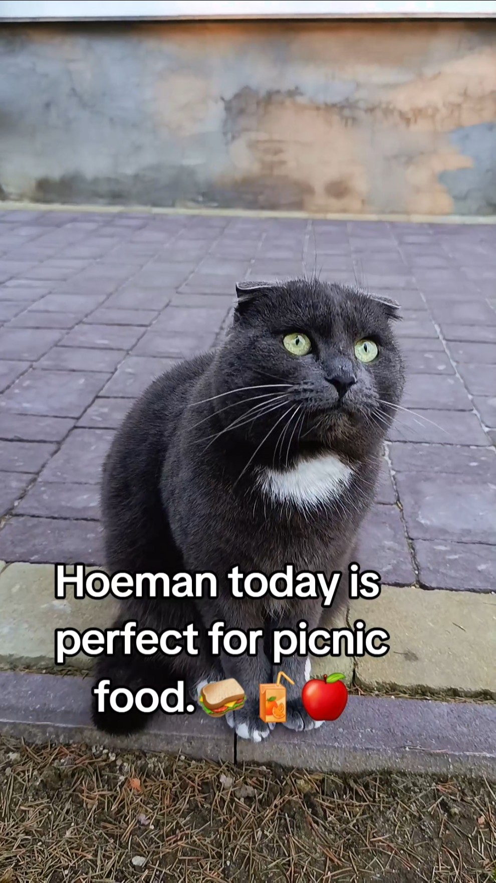 Don't forget my cat snacks🐱🥓please🫒 #cat #petshub #cute - YouTube
