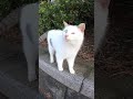よく喋る野良猫
