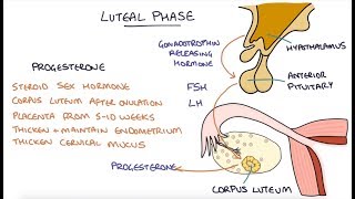 Understanding the Menstrual Cycle screenshot 5