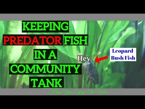 KEEPING PREDATOR FISH IN AN AQUARIUM ||Leopard Bush Fish in a community tank||