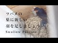 ●ヒナのお布団敷きましょう/新しい大きな白い羽を見つけたよ/Swallow Parents put the new feather for their baby in the nest.