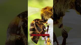 Balın Kirli Sırrı Arılar Onu Kusarak Yapıyor