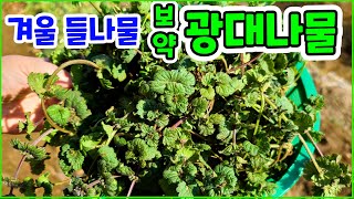 산삼 못지않은 효능을 갖은 #광대나물 먹어봤어요? 그맛은!?