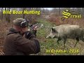 Wild boar hunting in Croatia 2016 - part 2 - Drückjagd in Kroatien 2016