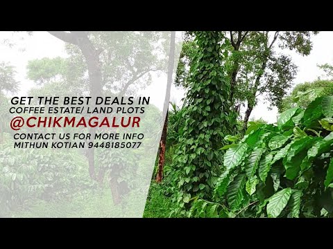 COFFEE ESTATE / LAND PLOTS Available for sale @chickmagalur