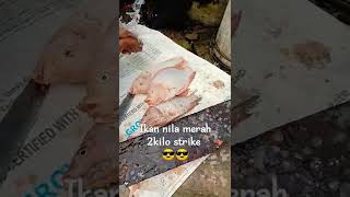 ikan nila merah niboss