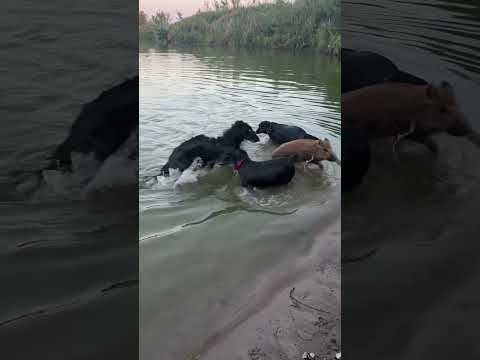 Гости пришли к нам😁 #hunting #животные #лесной #animals #кабан #seafood #pig #топ #fishing #природа