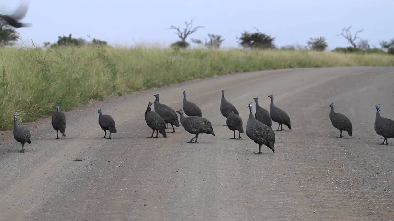 Guineafowl launchpad