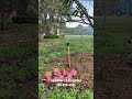 Sistema de Riego para Frutales #frutas #fruit #jardin #plantas #fruta #garden #irrigation #riego