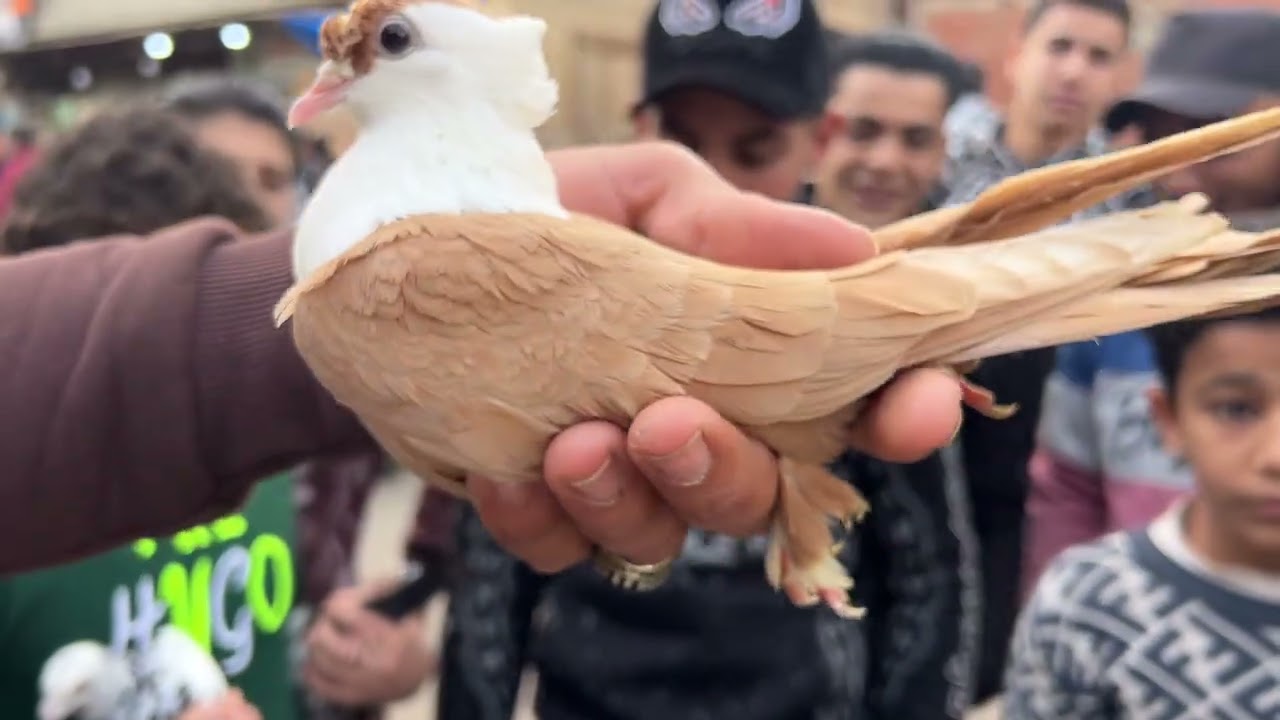 جوله سريعه من داخل سوق الحمام في دمياط 