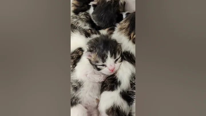 Video 1975611: persian cutecat, newborn kittens