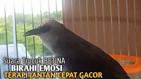 Trucuk BETINA memanggil Jantan Suara Birahi Ngecuplik 100% pancingan trucukan gacor agar BUNYI EMOSI