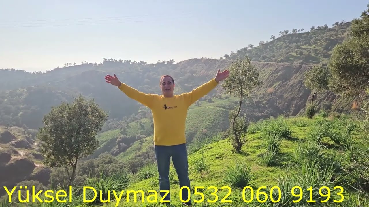 AYDIN SATILIK ZEYTİNLİK 32 DÖNÜM KELEPİR FİYATINA KARA YOLUNA SIFIR 250 ADET ZEYTİN AGAÇI UCUZ