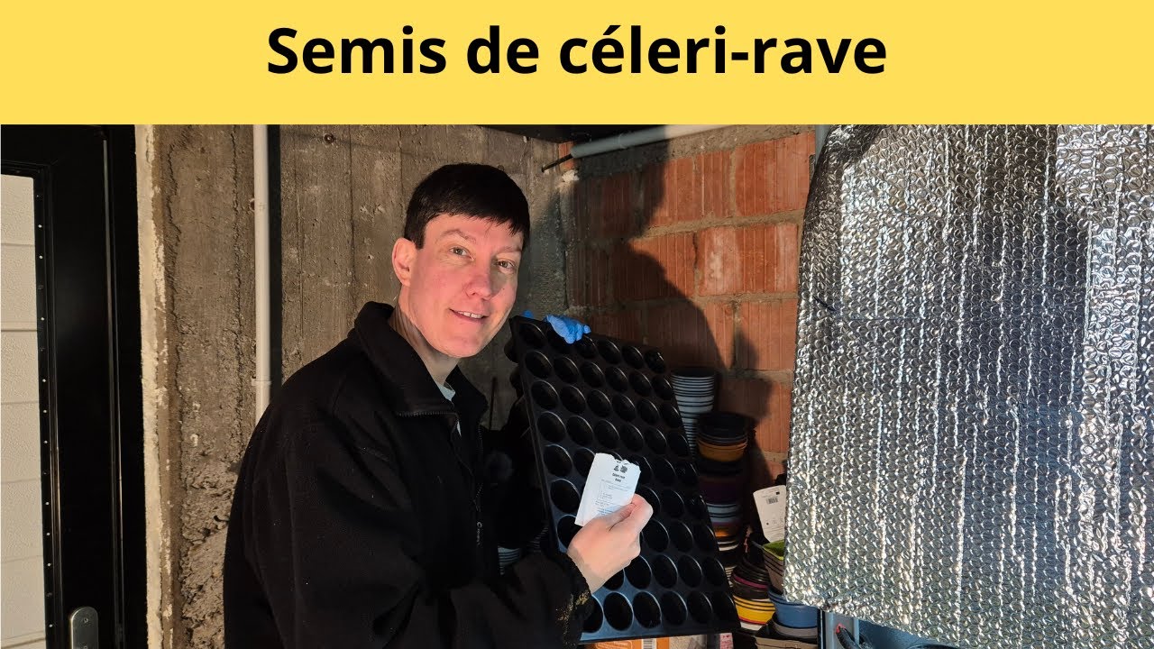 Semis de céleri rave